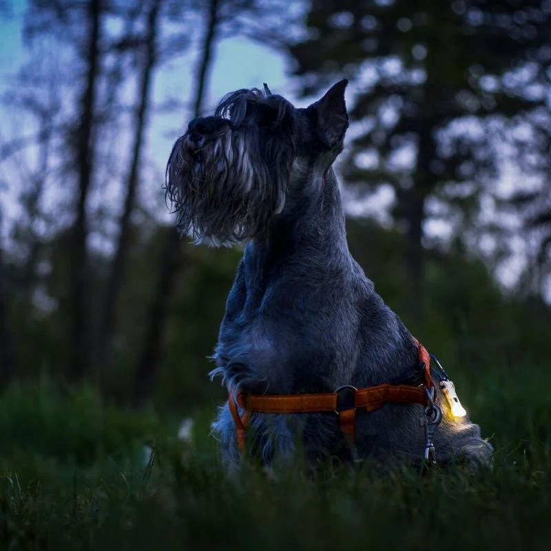 Armytek Zippy Light LED 160lm - Image 6